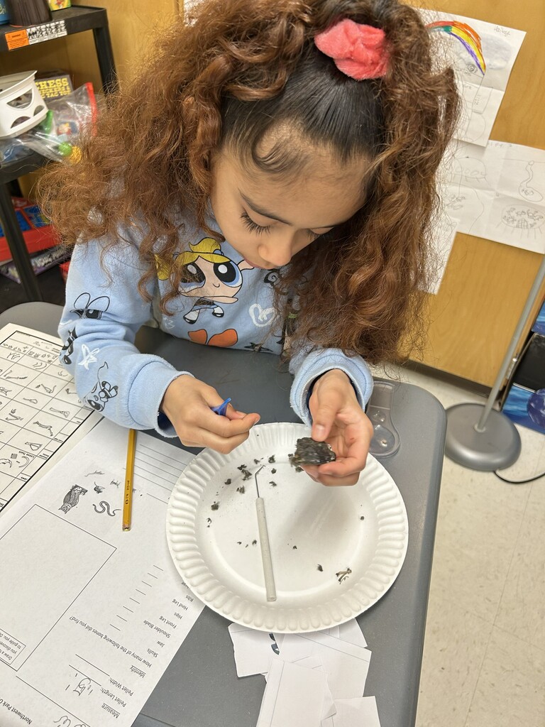 owl pellets