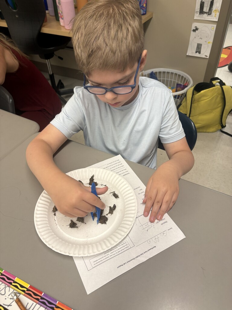 owl pellets