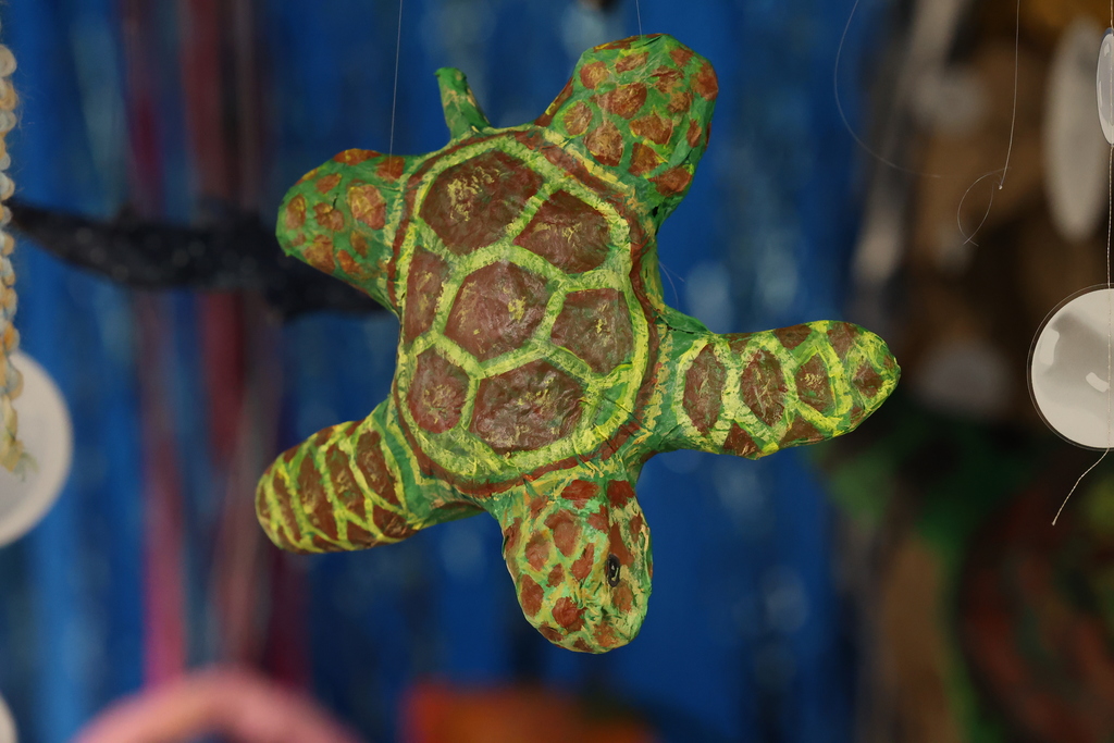 Turtle project