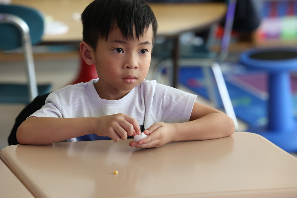 Student watches a demonstration with corn kernel and cotton ball for planting
