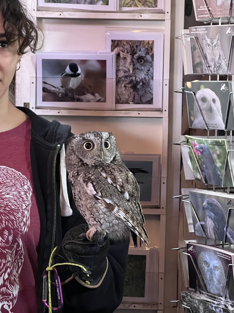 Wild Wings shows off owl to students with handler