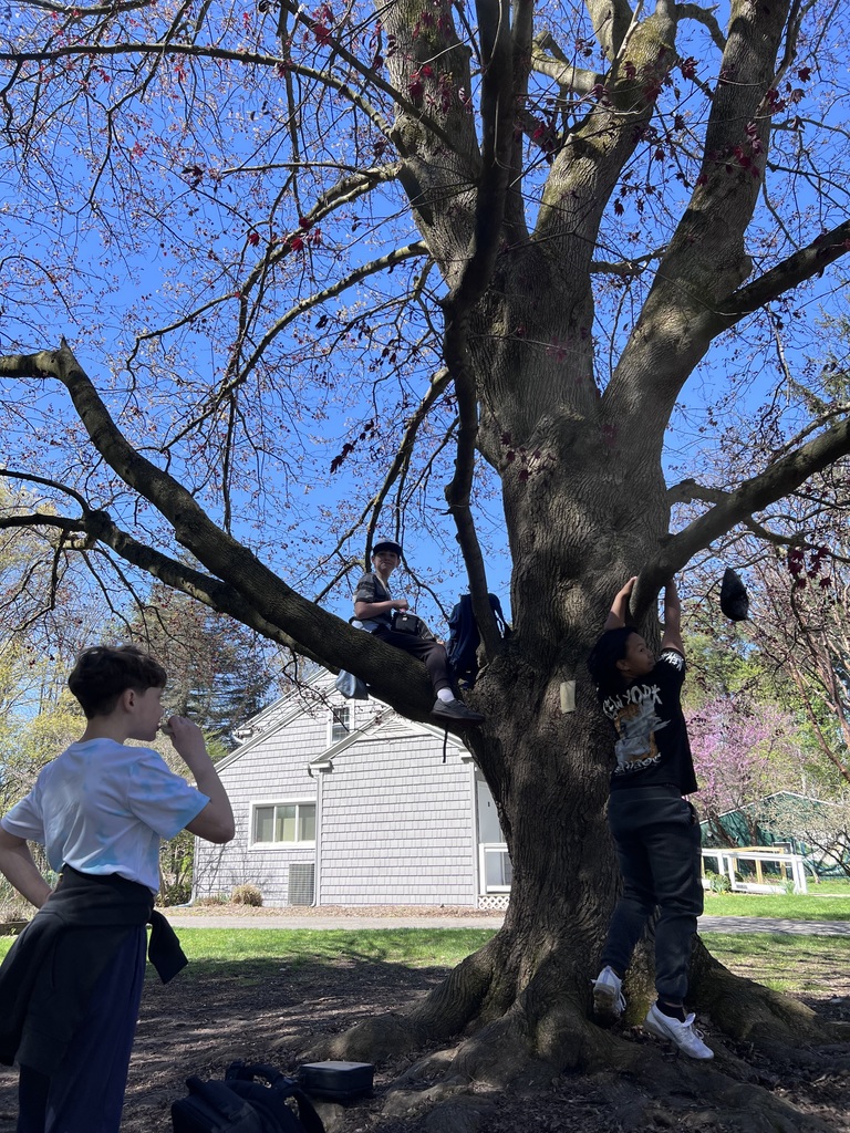 students climb and sit on trees