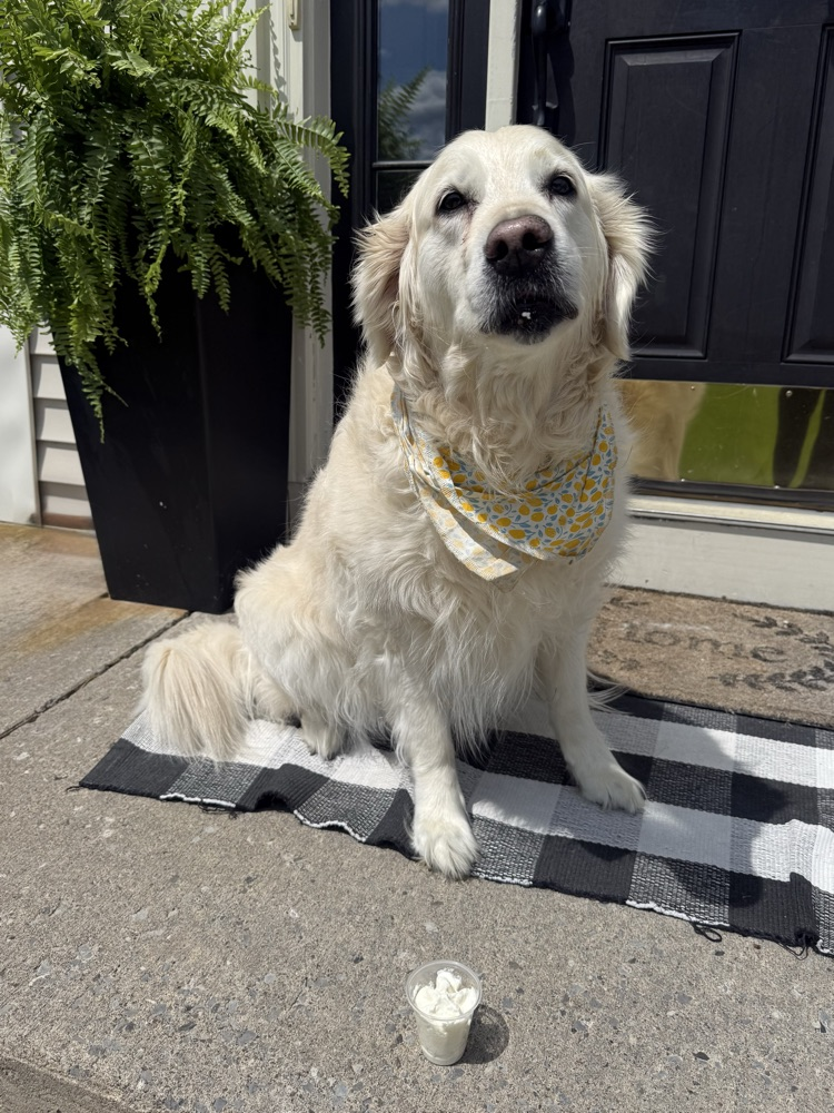 Maggie, the therapy dog 