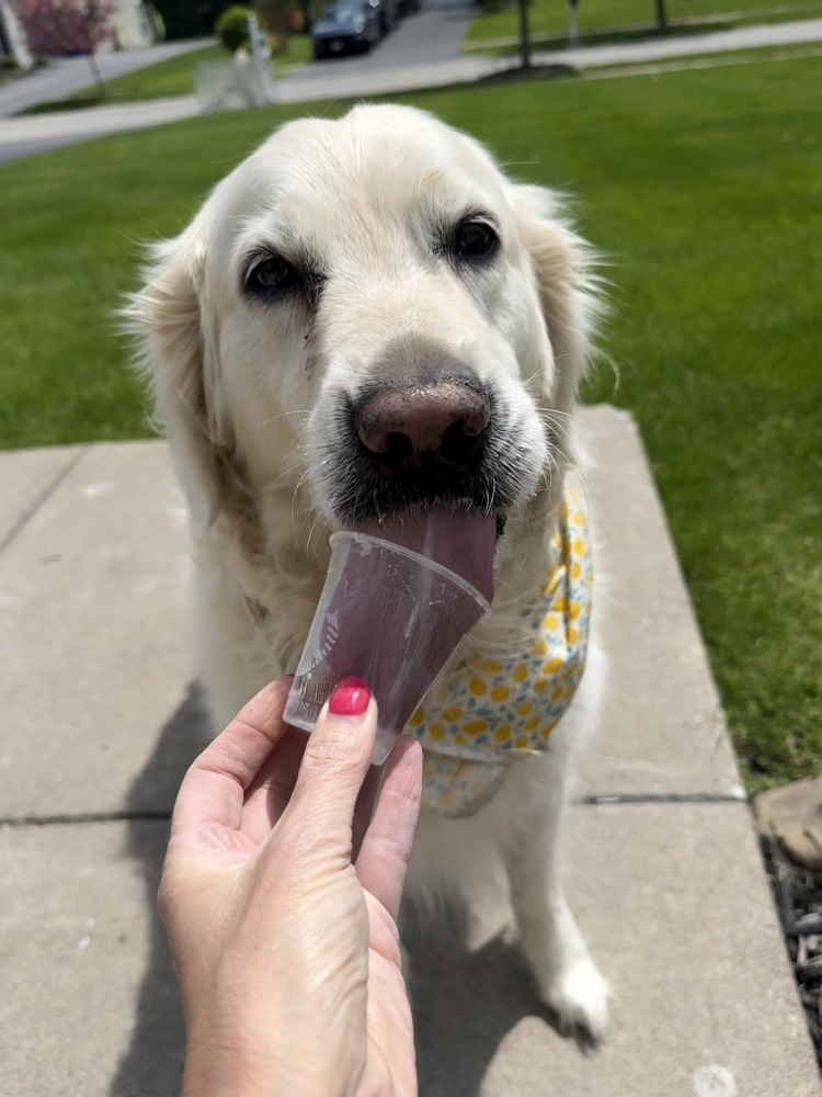 Maggie, the therapy dog 