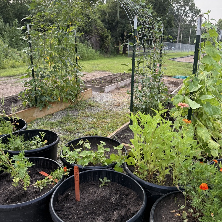 garden