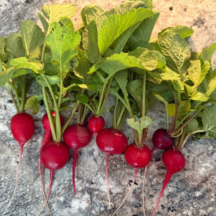 radishes