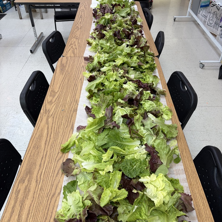 lettuce