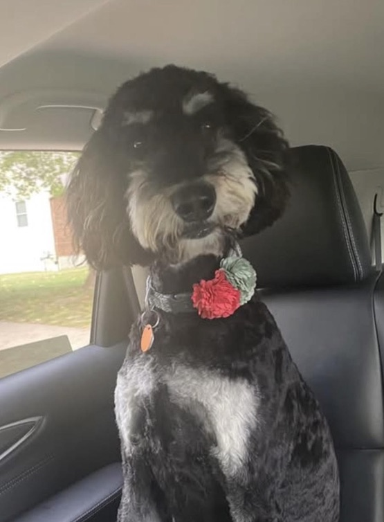 dog