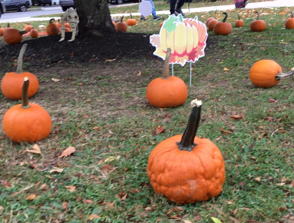 McVey students picking pumpkins in front of the school.