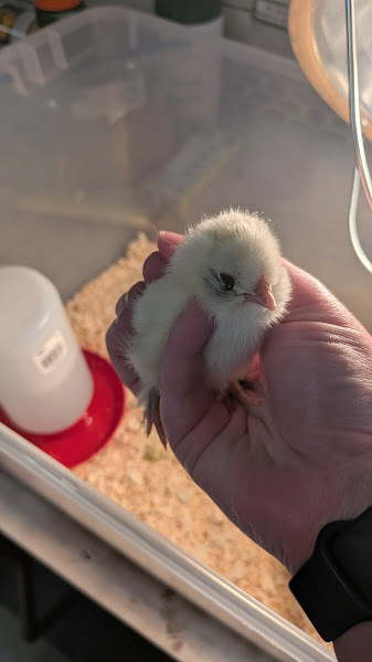 chicks