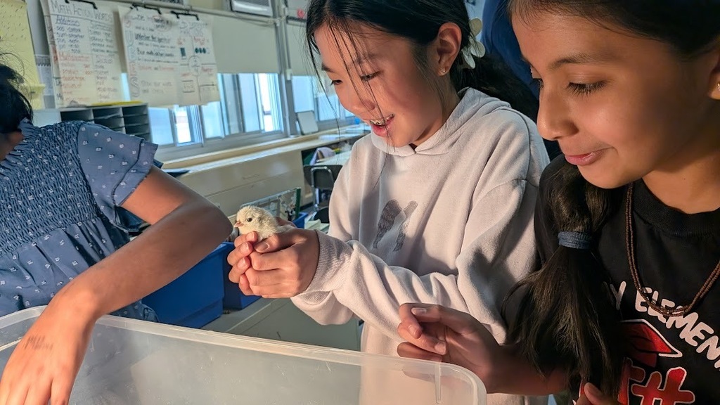 chicks