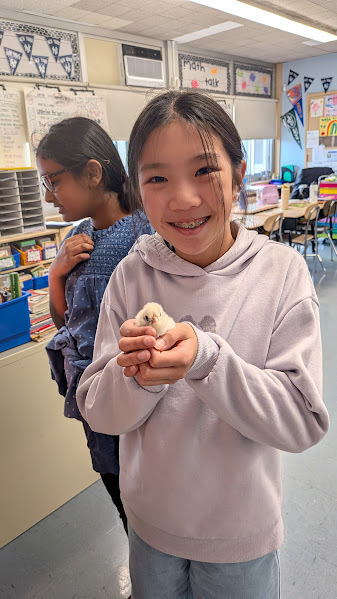 chicks