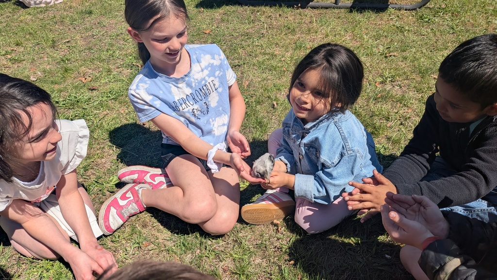 student and chicks