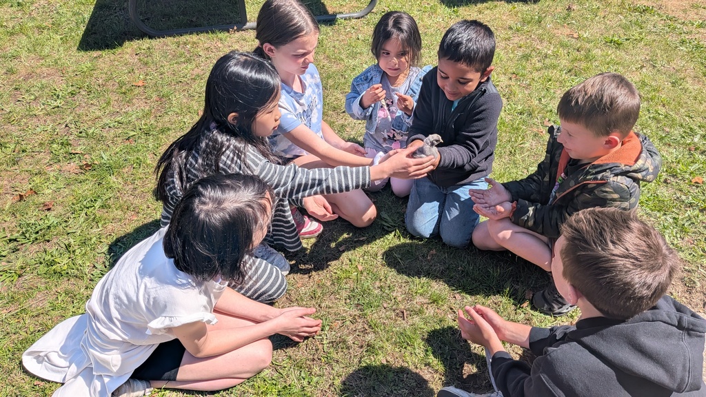 student and chicks