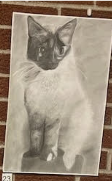 cat