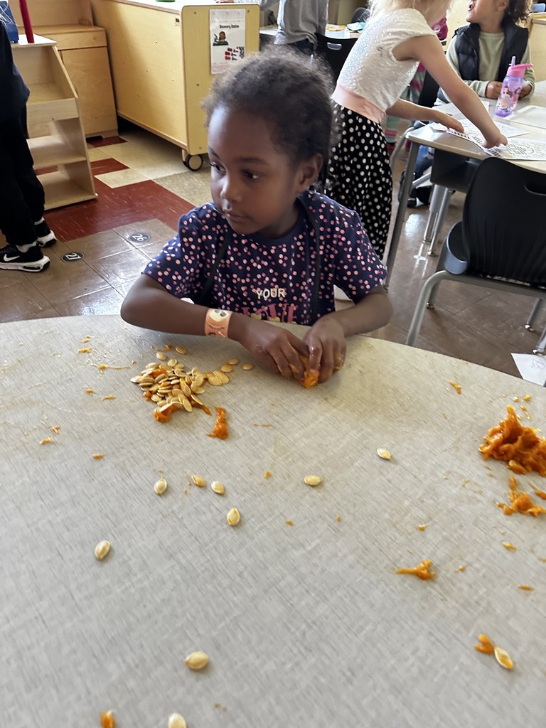 Kindergarten students in Mrs. Farren’s class explore the inside of pumpkins, scooping out seeds and pulp during a hands-on fall learning activity.