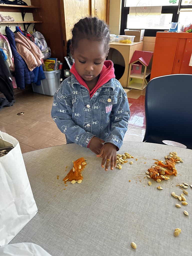 Kindergarten students in Mrs. Farren’s class explore the inside of pumpkins, scooping out seeds and pulp during a hands-on fall learning activity.
