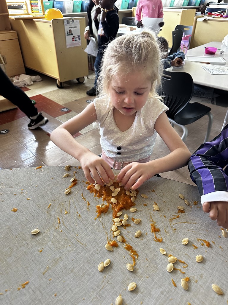Kindergarten students in Mrs. Farren’s class explore the inside of pumpkins, scooping out seeds and pulp during a hands-on fall learning activity.