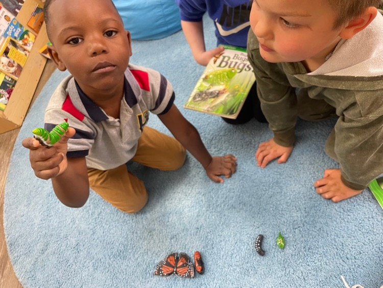 Insects Study