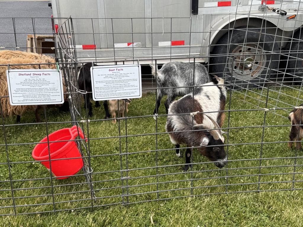 Goats from in petting zoo