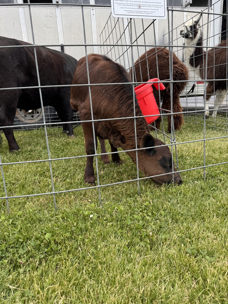 Cow eating grass