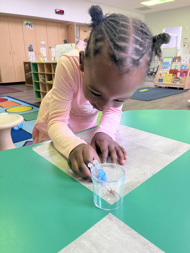 Spider fun!