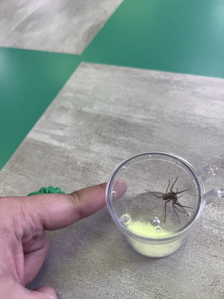 Spider fun!