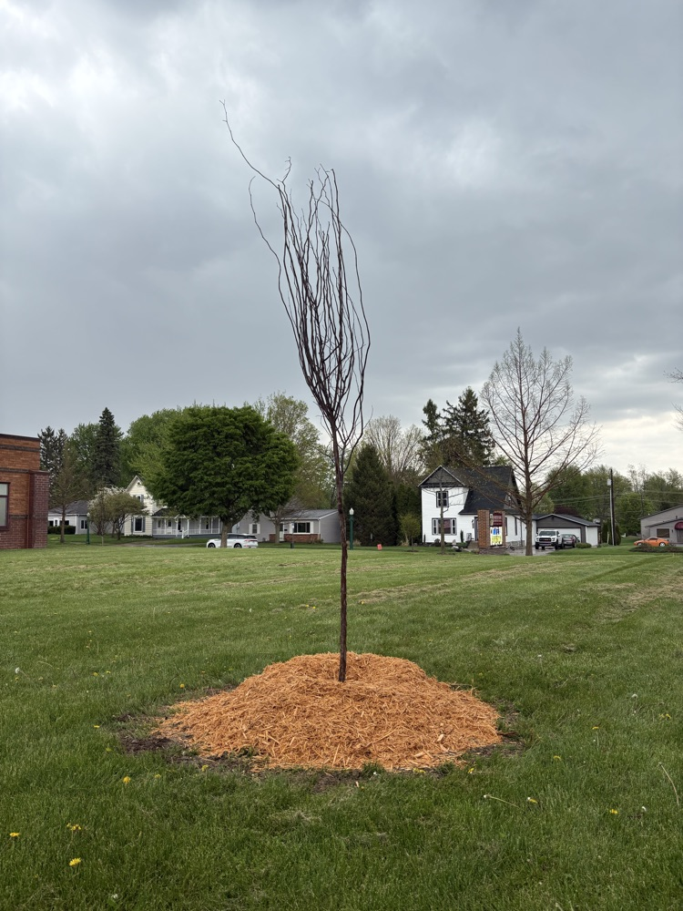 Arbor Day 