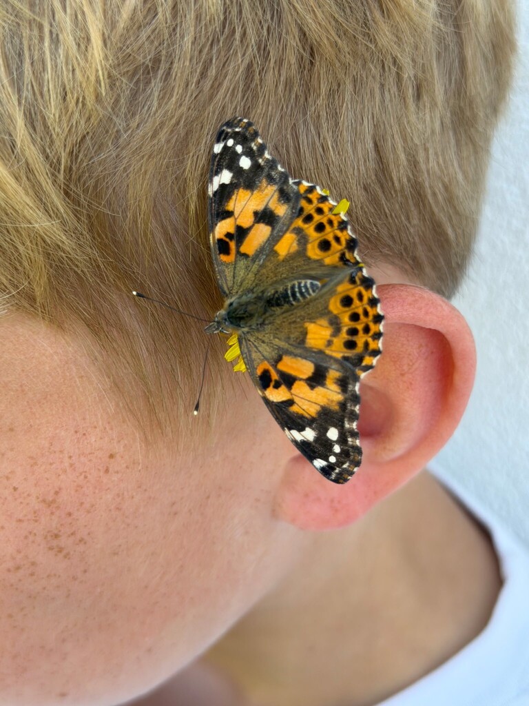 butterfly release