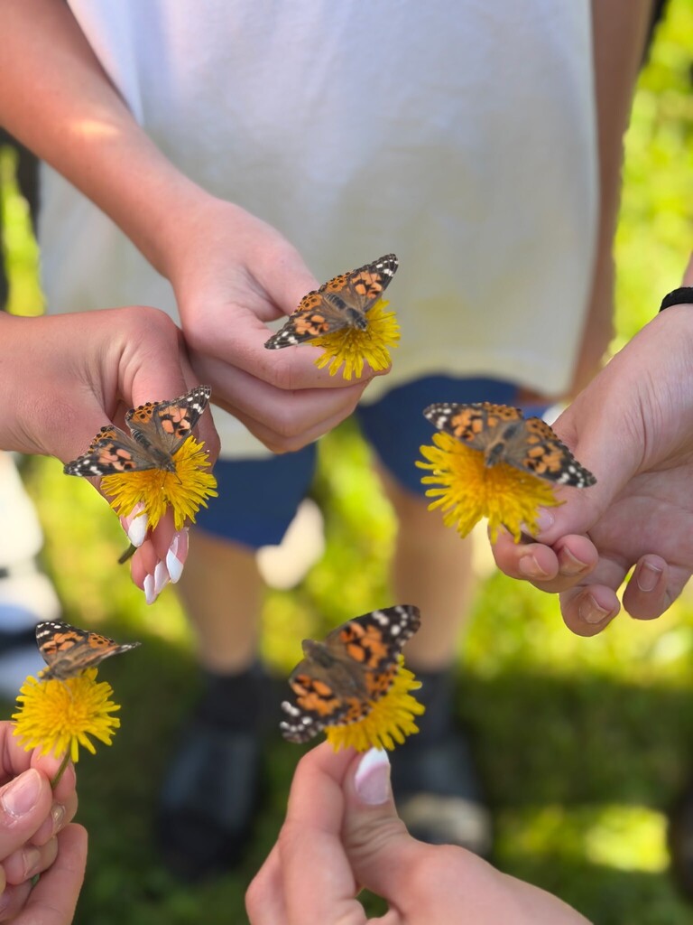 butterfly release