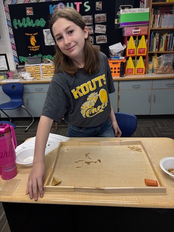 meal worm exploration