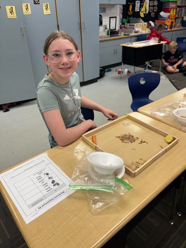 meal worm exploration