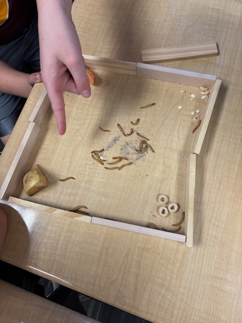 meal worm exploration
