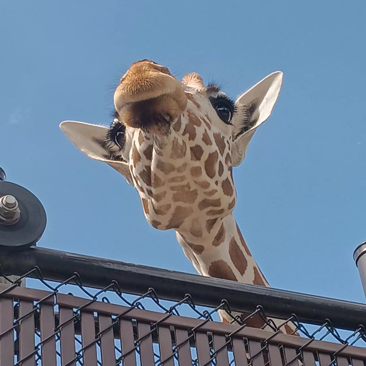 Animals
