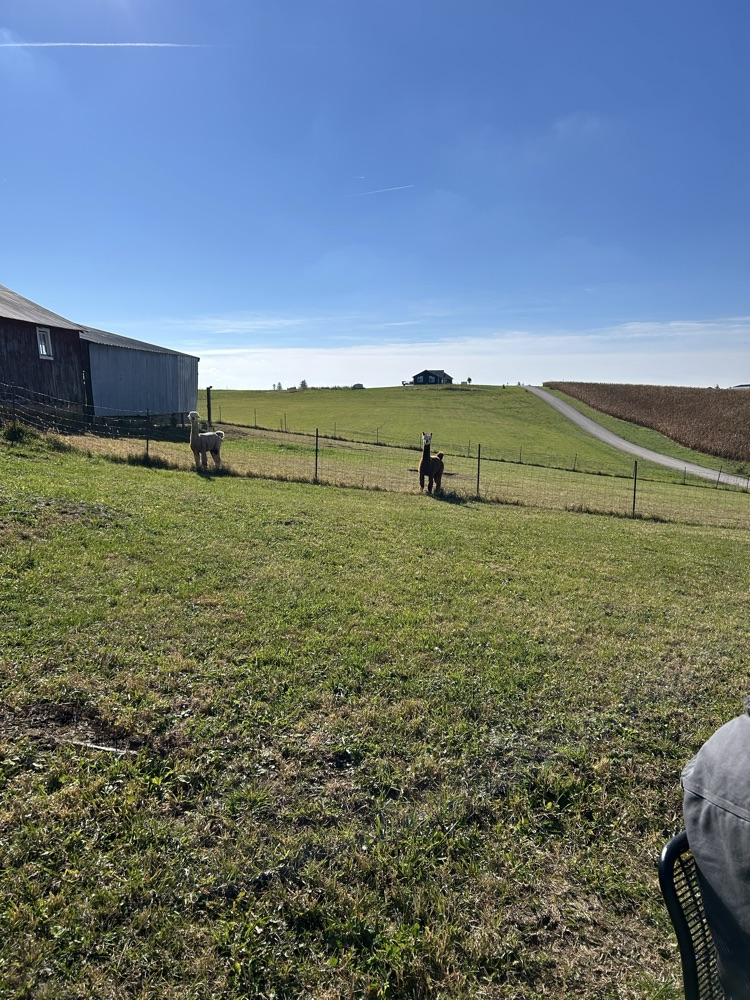 alpacas Vinny and Eugene