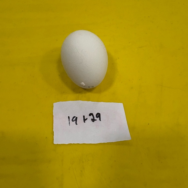 exterior eggs