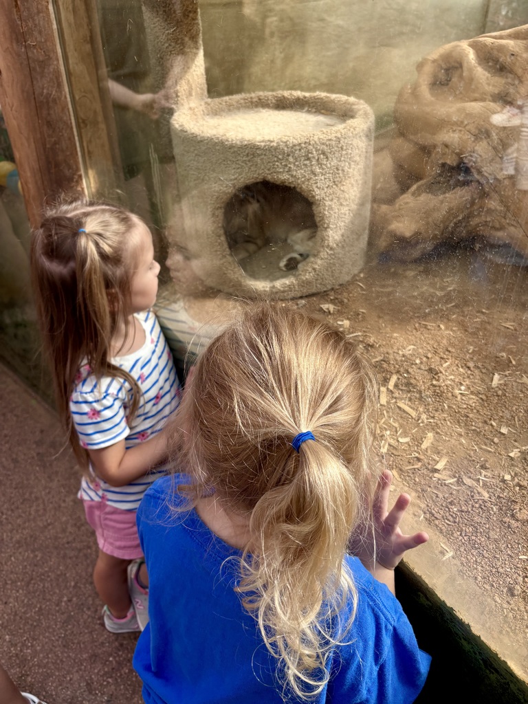 preschool zoo