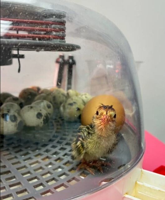 baby chicks