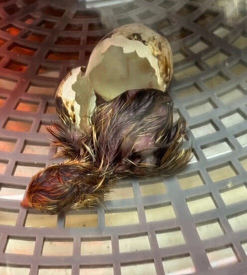 baby chicks