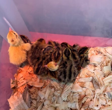 baby chicks
