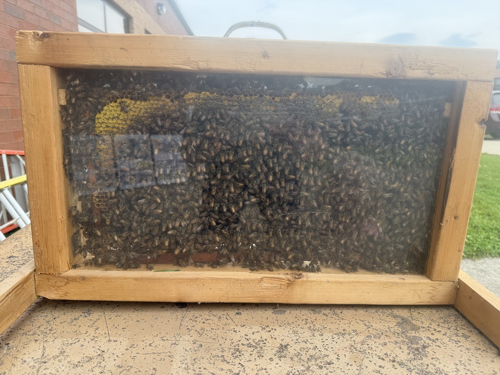 bees