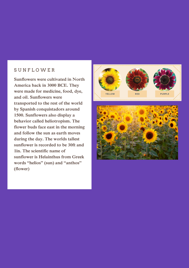 Sunflowers