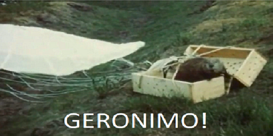 geronimo_the_beaver