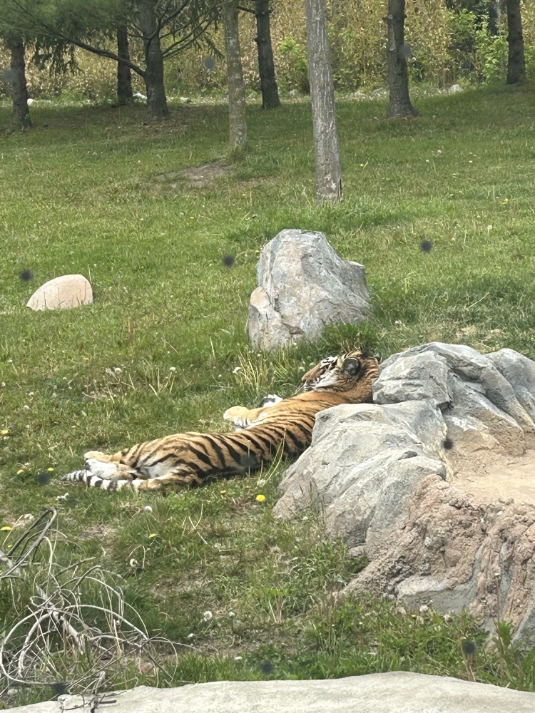 zoo pics