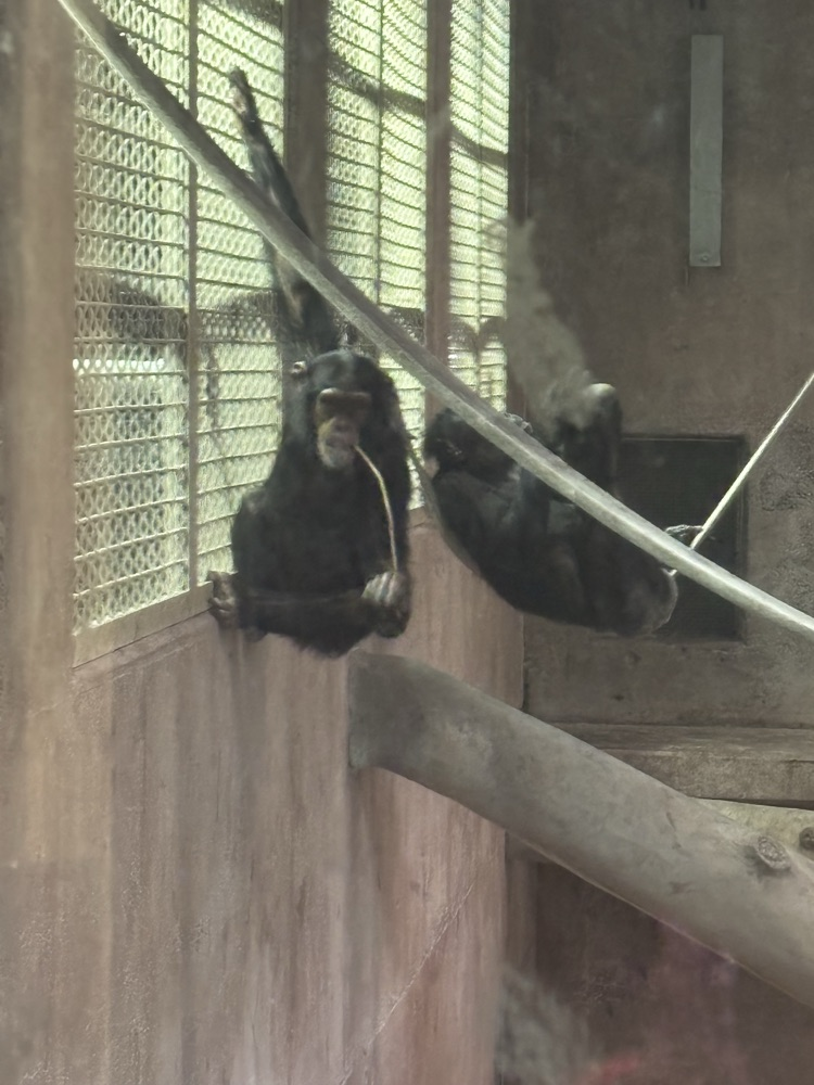 zoo