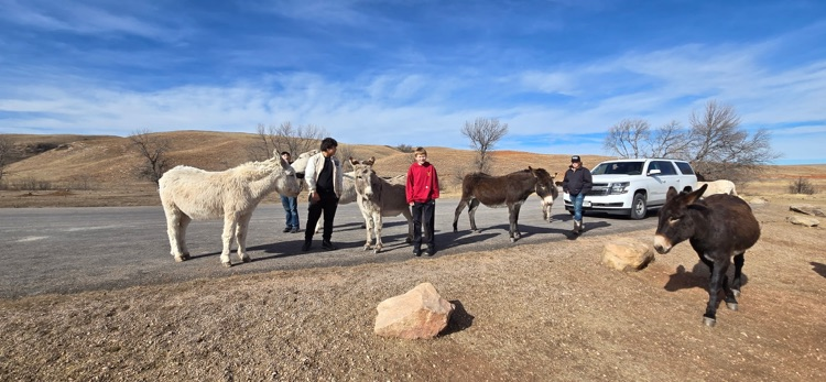 Feeding wild donkeys at Custer Wildlife loop