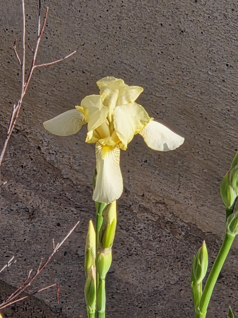 a white iris flower