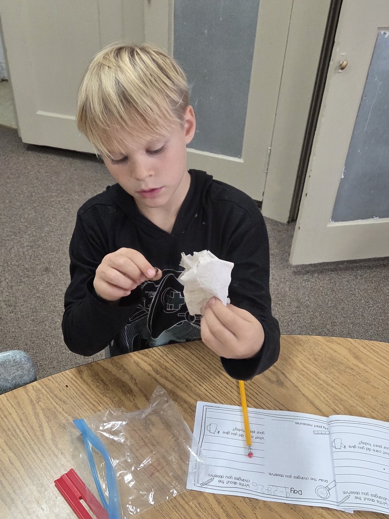 Boy looking at seeds