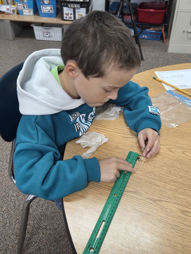Boy looking at seeds 