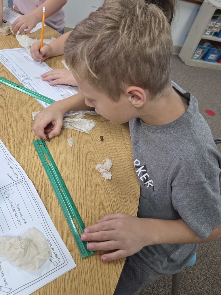Boy looking at seeds 